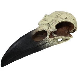 Dark, curved beak attached to a beige bird skull with prominent eye sockets, fossil-like and isolated on black.
