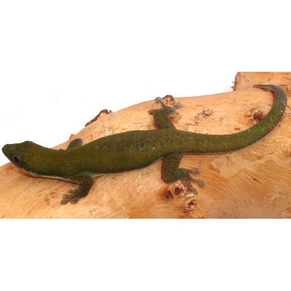 Green salamander crawling along a light brown tree branch.