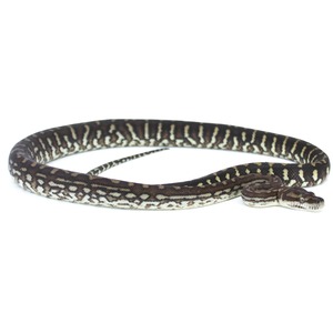 Coiled brown patterned snake with beige and cream bands on a white background.