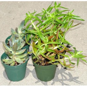 Two potted succulents on a concrete surface; left is a rosette Echeveria, right is a trailing green succulent with long slender leaves.