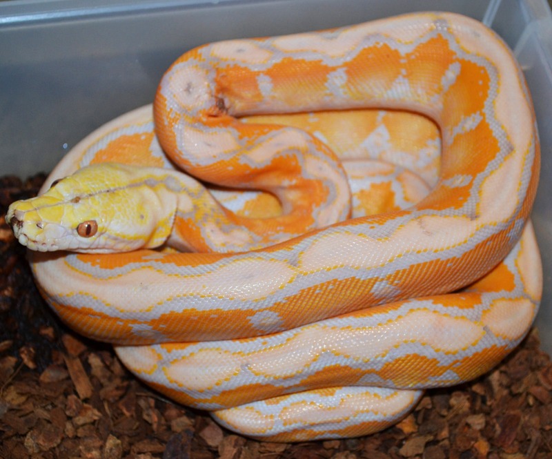 Small Albino Motley Reticulated Pythons | LLLReptile