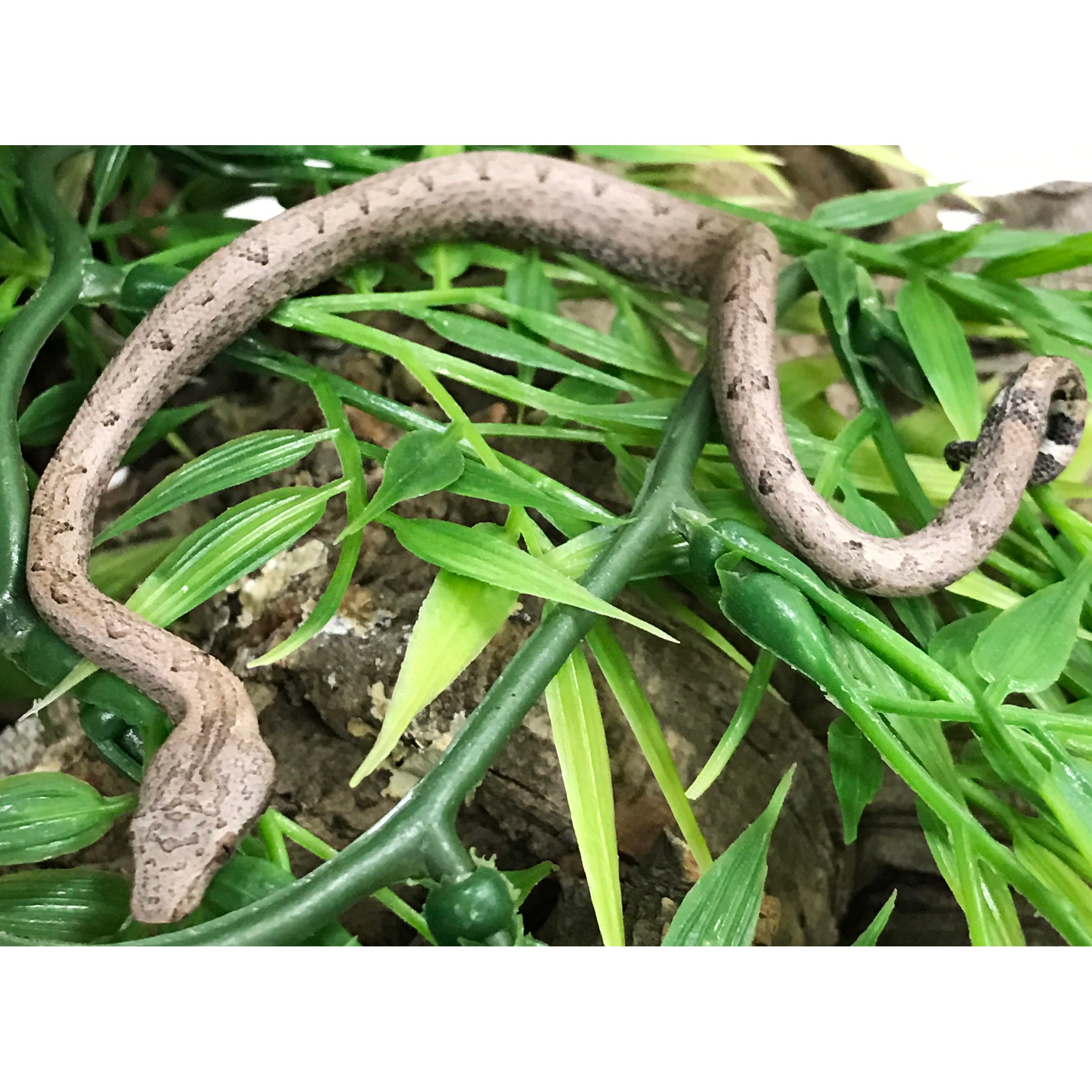 Brown patterned snake coiled around green vines and grass-like leaves among rocks