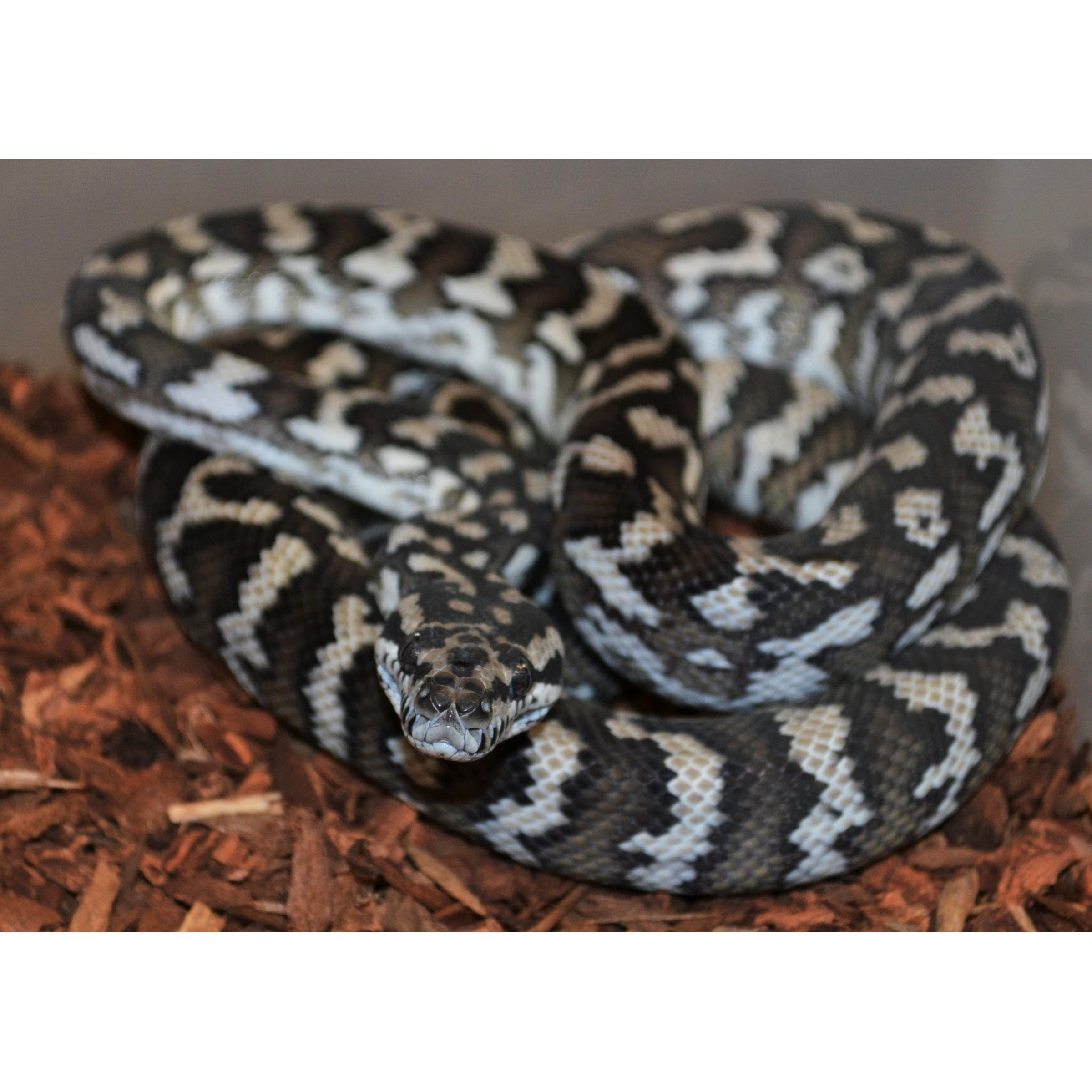 Medium Axanthic Coastal Carpet Pythons | LLLReptile