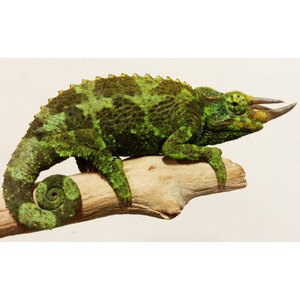 Green chameleon with a spiky crest and curled tail resting on a light branch.
