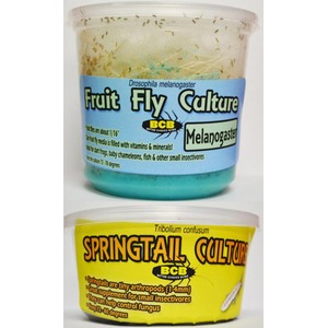 Two culture jars: blue label Fruit Fly Culture Melanogaster and yellow label Springtail Culture with BCB logos.