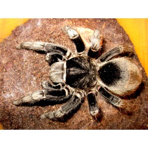 Large hairy tarantula with black body and brown abdomen resting on a dirt surface.