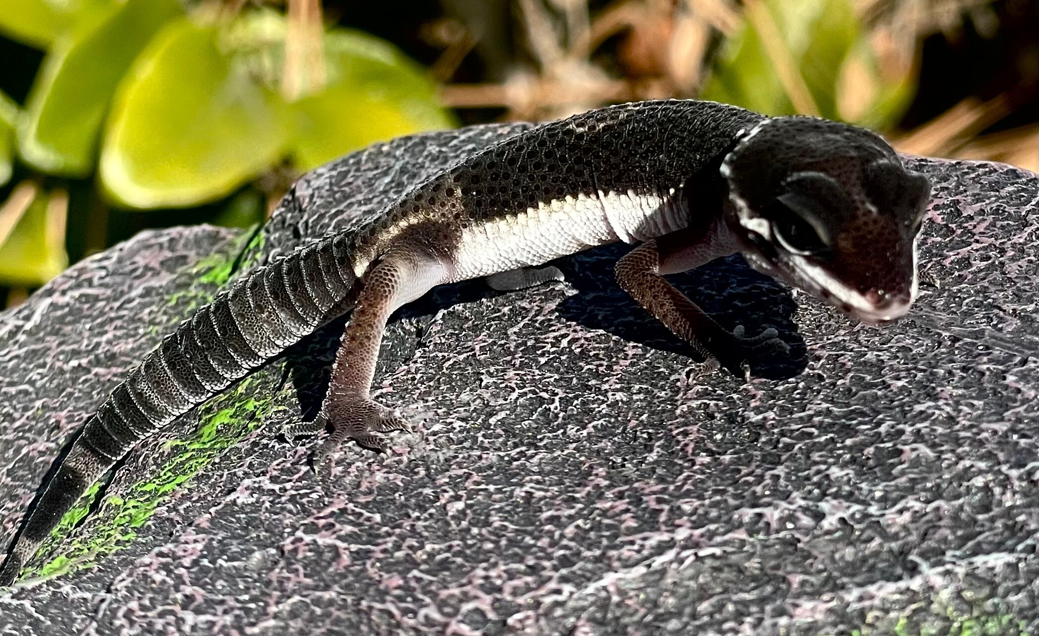 Baby Black Knight Leopard Gecko | LLLReptile