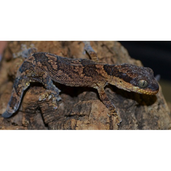Brown mottled gecko clinging to a rough rock surface.