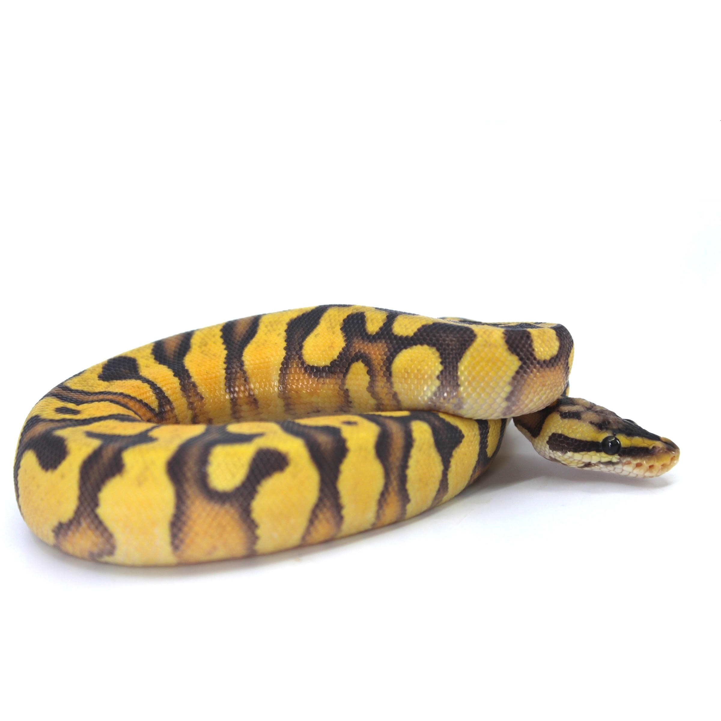 Yellow and black tiger-patterned snake coiled with head resting on its body against a white background.