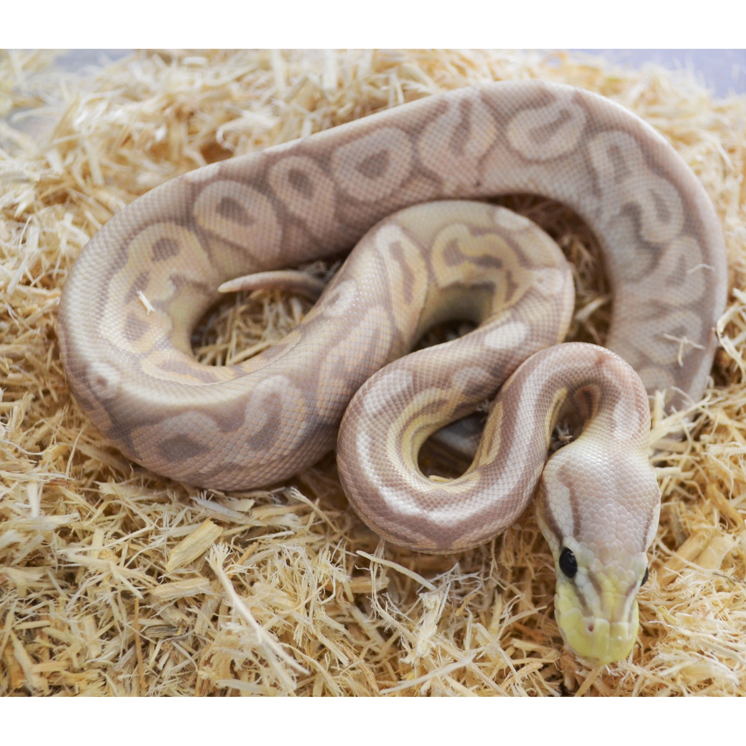 Pastel ball python coiled on straw bedding with its head near the foreground.