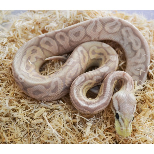 Pastel ball python coiled on straw bedding with its head near the foreground.