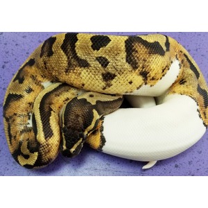 Coiled ball python with yellow-brown and black patterned scales, white underbelly, on purple background.