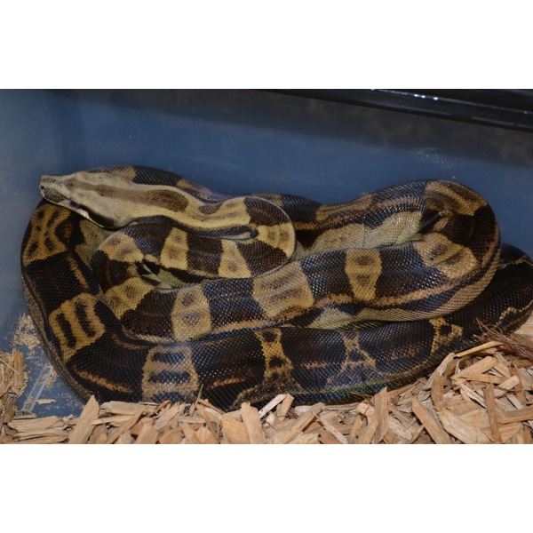 Coiled ball python with brown and tan pattern resting on wood chips inside a blue enclosure.