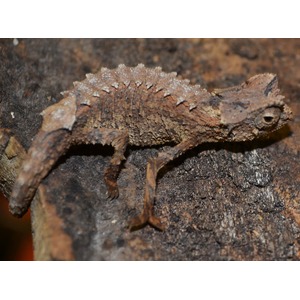 Brown camouflaged lizard with a spiky crest along its back perched on rough bark.