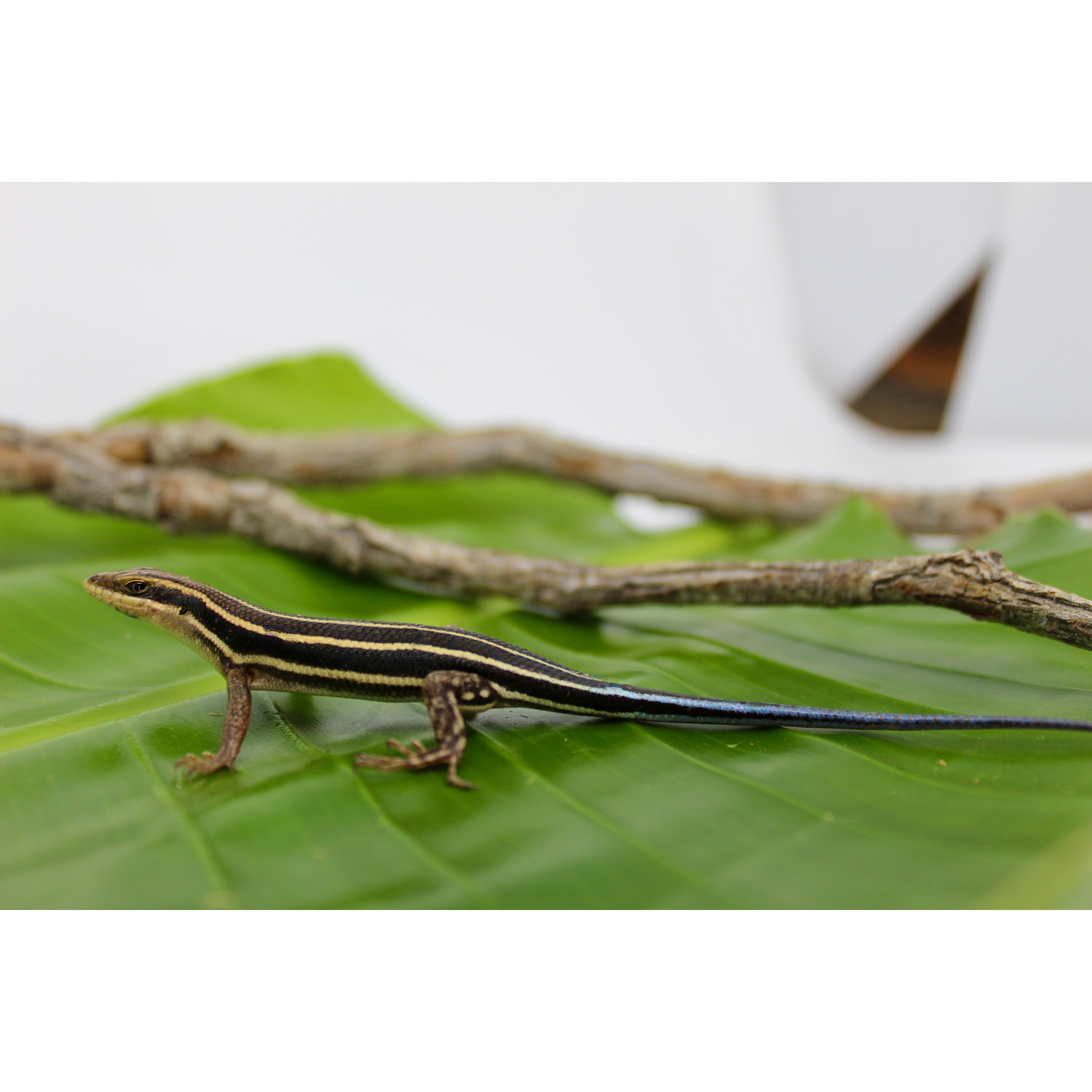 Striped lizard with black and cream bands on a green leaf, long blue-tinted tail near brown branches.