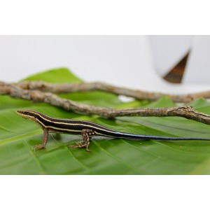 Striped lizard with black and cream bands on a green leaf, long blue-tinted tail near brown branches.