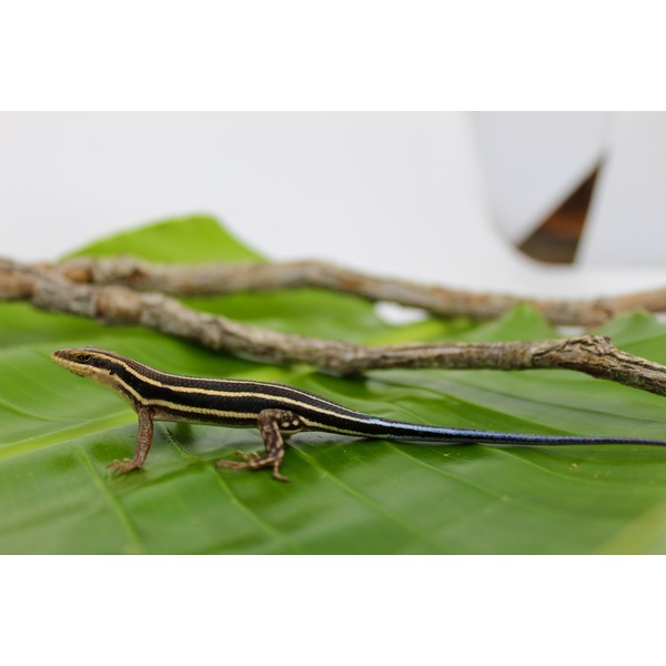Striped lizard with black and cream bands on a green leaf, long blue-tinted tail near brown branches.