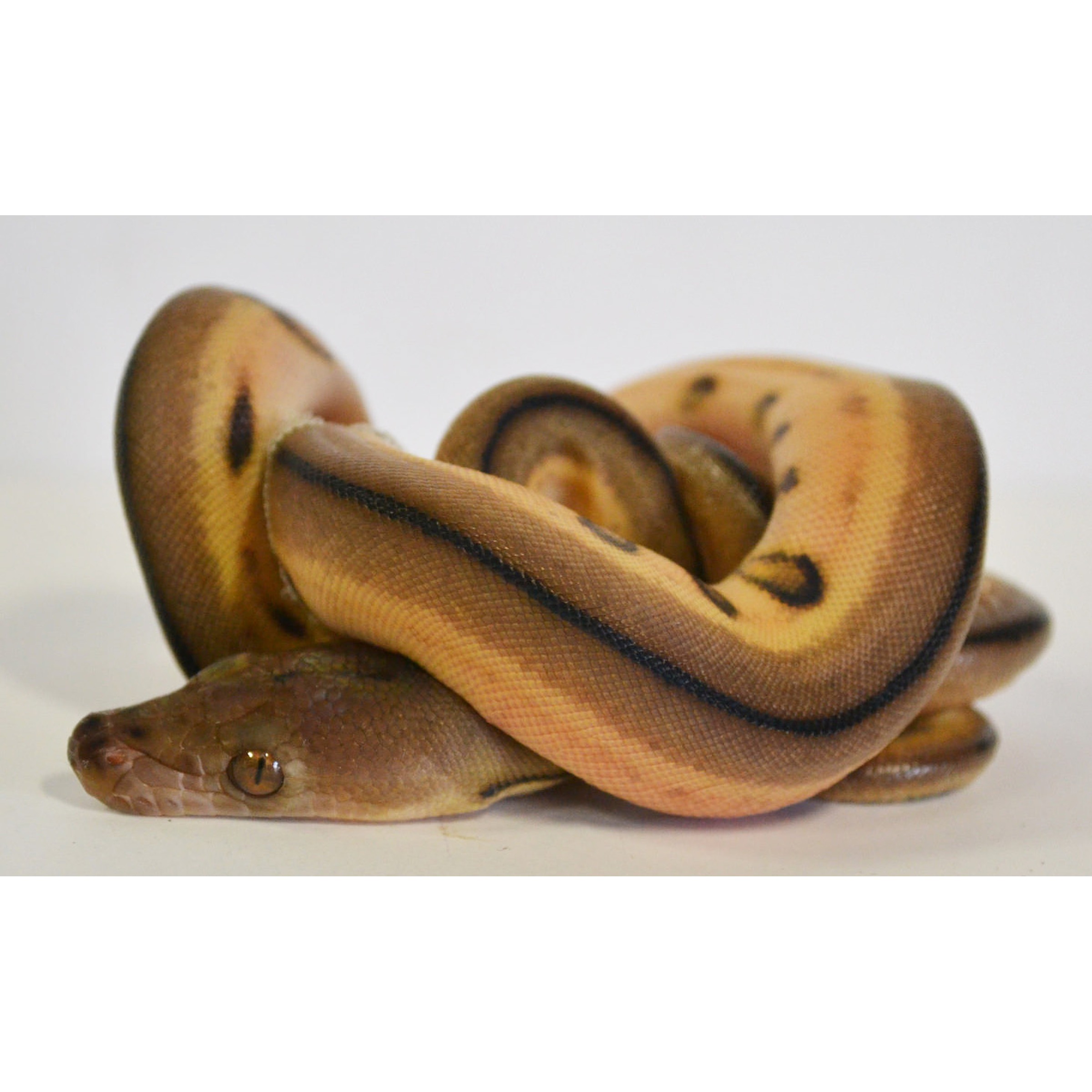Coiled brown snake with a dark dorsal stripe and amber eyes.