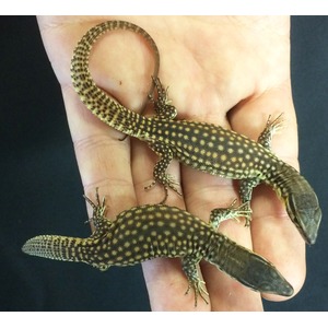 Two small lizards with yellow spots on dark bodies resting on a person's hand.