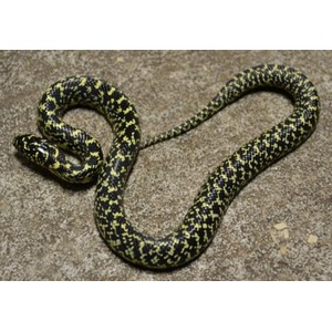 Yellow and black patterned snake coiled on a dirt surface.