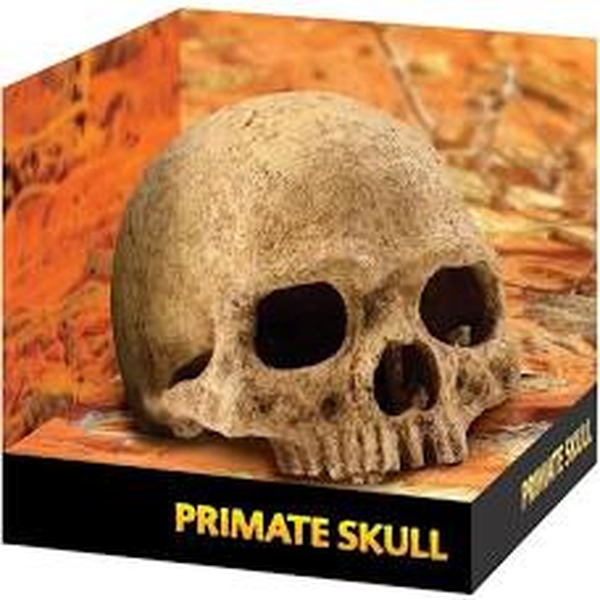 Primate skull on display stand labeled PRIMATE SKULL.