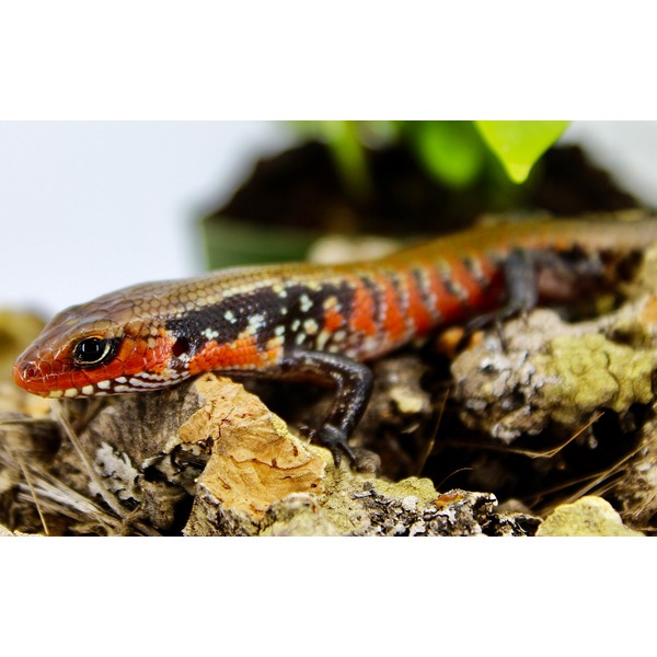 Colorful skink with red, orange, black and white scales resting on rocky terrain.