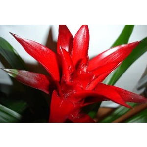 Bright red tropical flower with sharp pointed petals and green leaves.