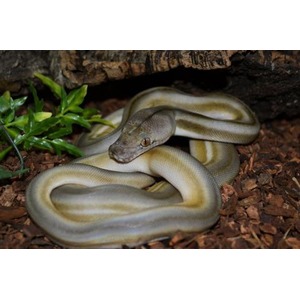 Pale, yellow-striped snake coiled on brown mulch beneath a log.