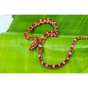 Red and white patterned snake curled on a bright green leaf.