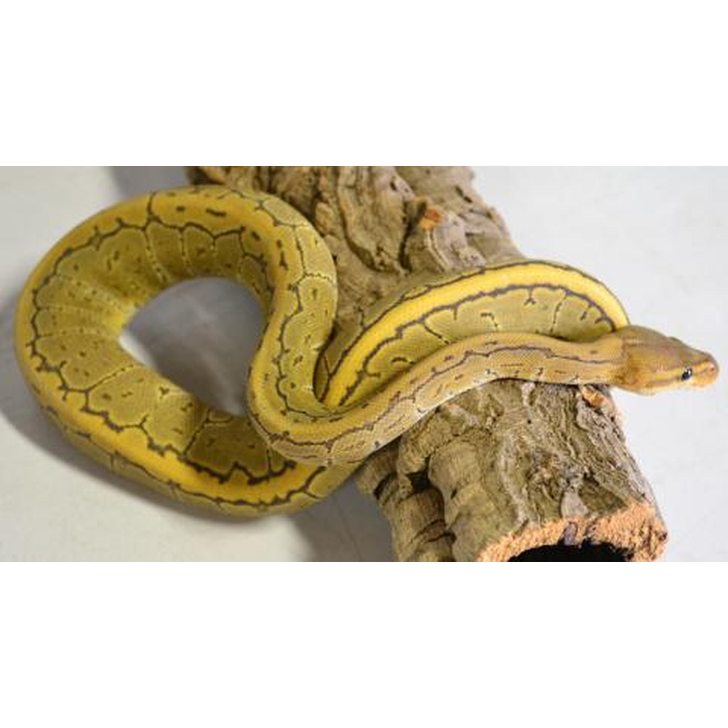 Yellow patterned snake coiled around a weathered log, head extended along the wood.