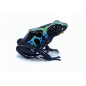 Blue-green poison frog with black spots sits on a white surface, mouth holding a small piece.