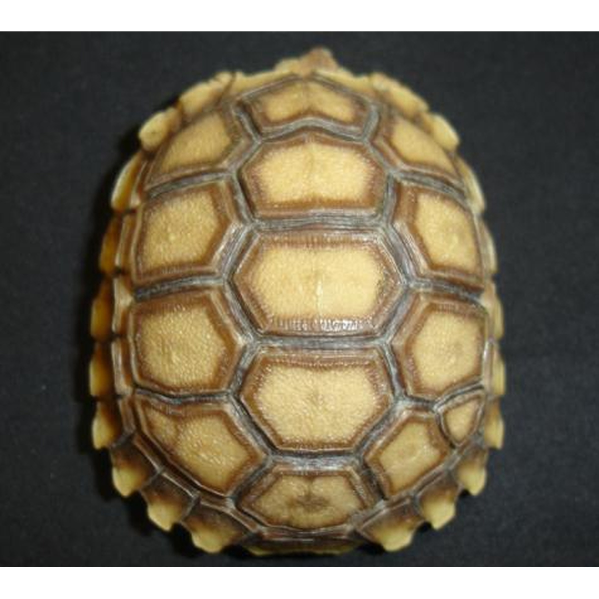 Close-up of a small tortoise shell with yellow-brown hexagonal scutes and dark outlines.