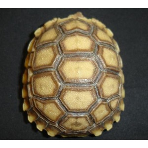 Close-up of a small tortoise shell with yellow-brown hexagonal scutes and dark outlines.