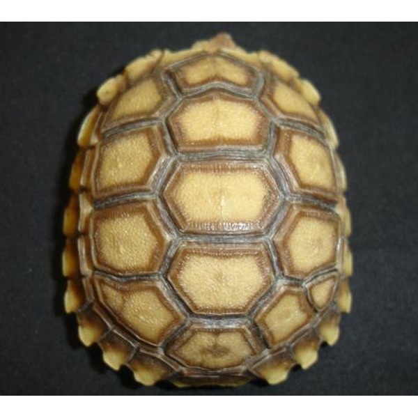 Close-up of a small tortoise shell with yellow-brown hexagonal scutes and dark outlines.