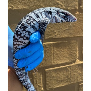 Black and white banded tegu lizard held in a blue glove against a brick wall