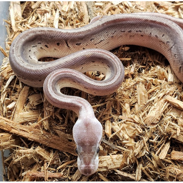 Pale purple-gray snake coiled on wood chips, head at bottom center.