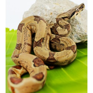 Brown patterned snake coiled on a rock, resting on a large green leaf.