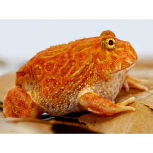 Bright orange toadfrog with bumpy skin and yellow eye sits on dried leaves, close-up.