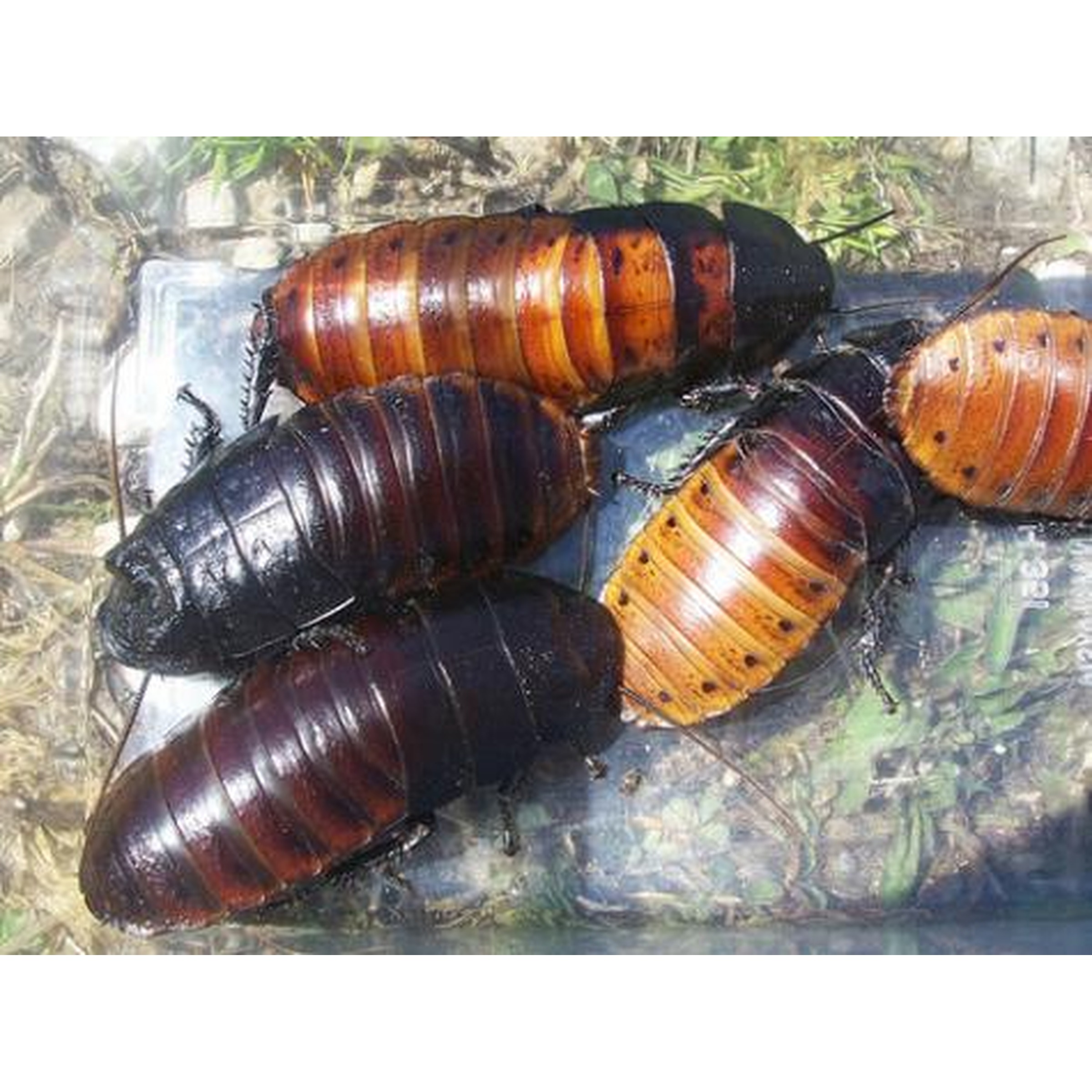 Several large pill bugs (roly-polies) with orange-brown and dark segments in a clear container.