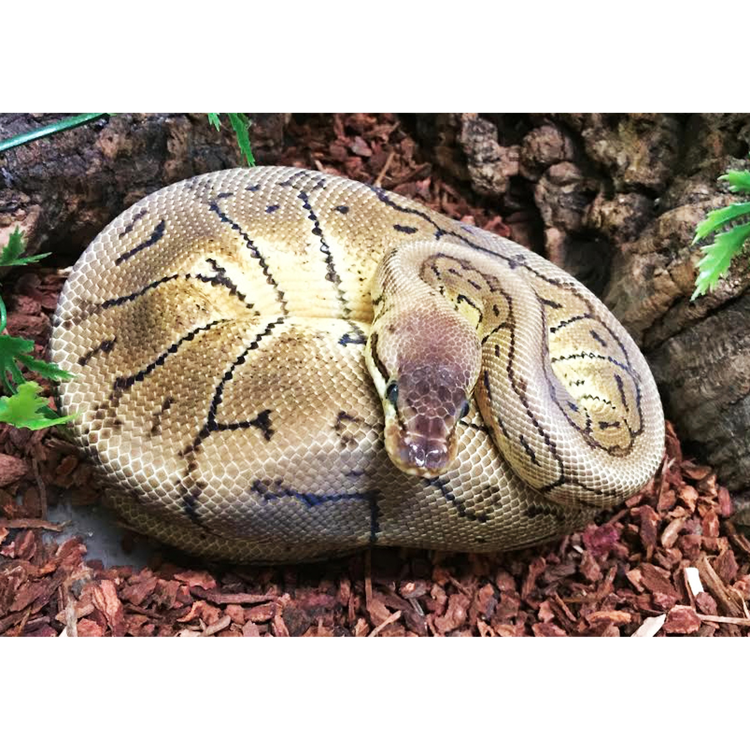 Coiled python with tan and dark markings resting on reddish mulch beside rocks.