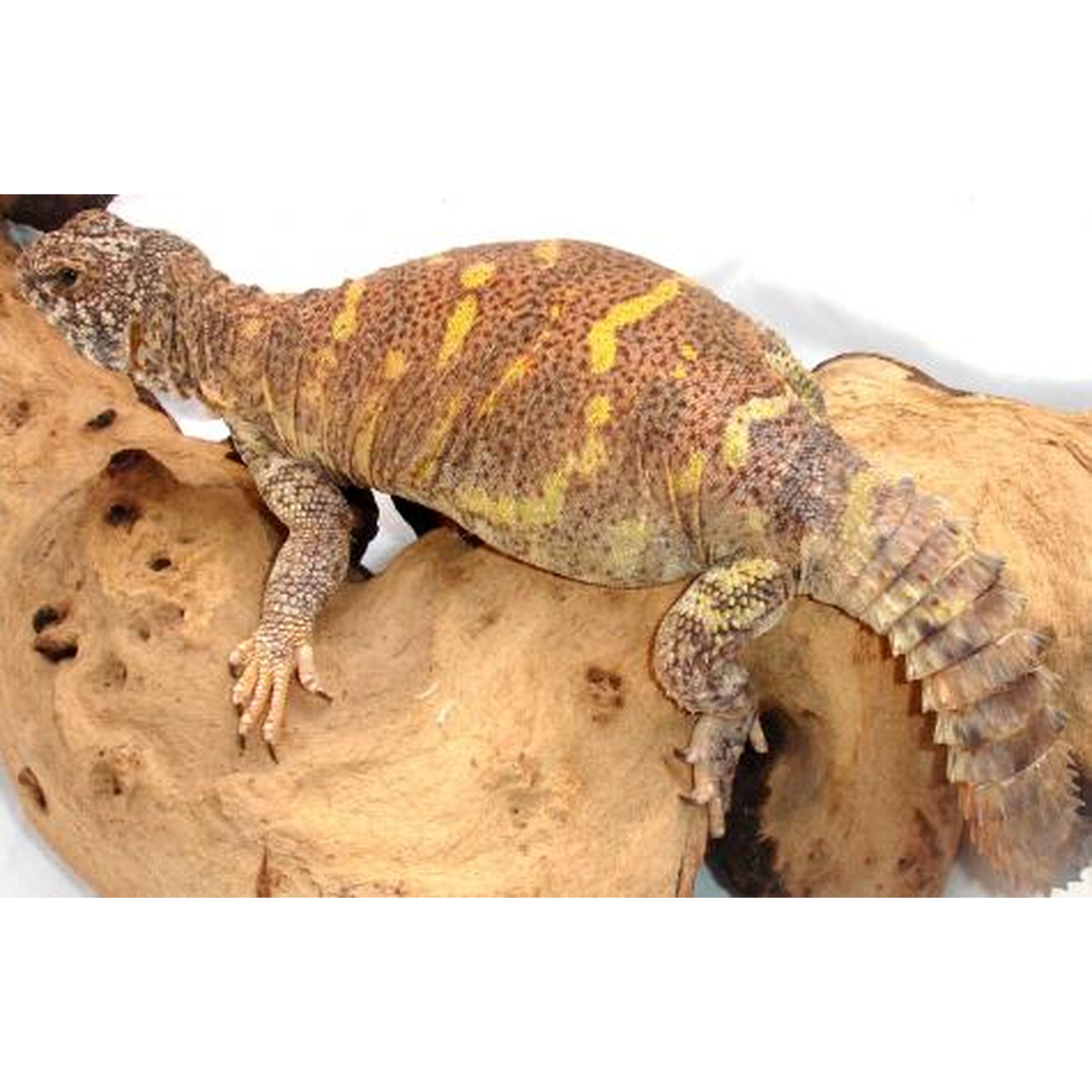 Brown bearded dragon with yellow patches perched on a textured rock.
