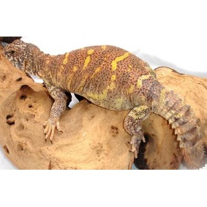 Brown bearded dragon with yellow patches perched on a textured rock.