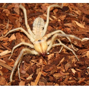 Pale harvestman with a broad body and long legs on brown mulch.