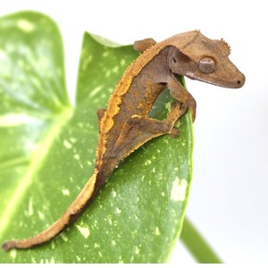Tiny brown gecko with an orange dorsal stripe perched on a green leaf.