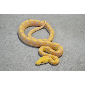 Yellow and pale orange patterned snake coiled on a gray surface, head visible.