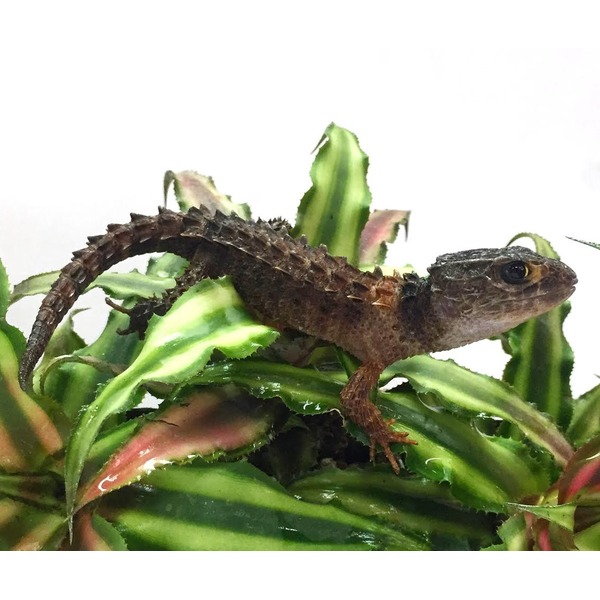 Spiny brown lizard with jagged back scales perched on green tropical leaves.