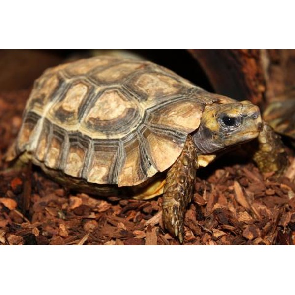 Young tortoise with a patterned shell walking on brown wood chips