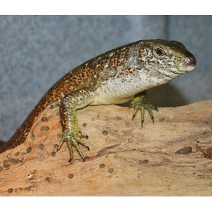 Lizard with brown and green patterned scales perched on a textured wooden log.