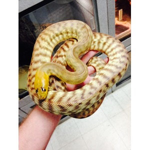 Yellowish coiled snake wrapped around a person's hand indoors near a glass display.