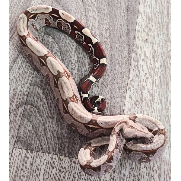 Coiled ball python with tan and brown saddled pattern on a wooden floor.